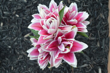 Double Asiatic Lily Flower