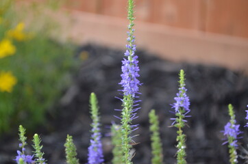 lavender flowers in the garden