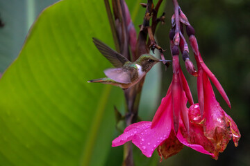 Hummingbird in flight on a flower