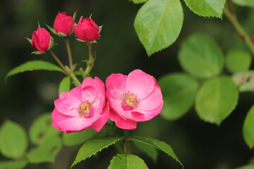 Obraz premium ピンクのバラ、品種はアンジェラ It is a pink rose and the variety is Angela.