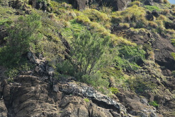 Fototapeta premium Danao beach resort rock formation and green grass plants