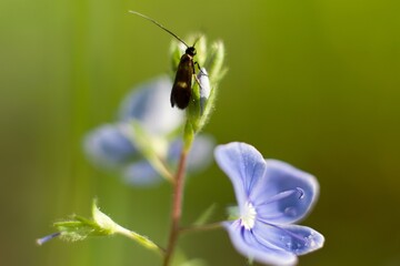 A Fairytale Close-up Shot Of The Wildflower With A Bug  In The Magical Summer Czech Meadow