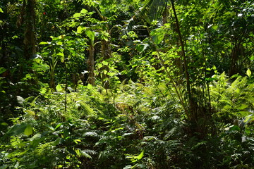 Green tree leaves at forest background