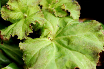 close up of a green leaf