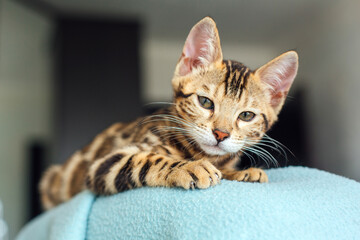Little bengal kitty laying on the backrest of an armchair at home