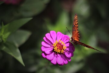 Orange butterfly on pink  flower