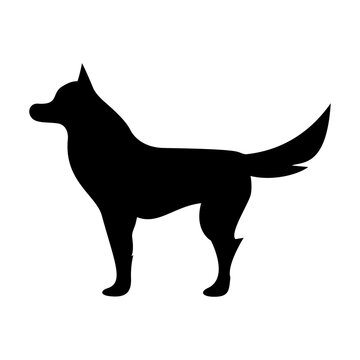 Black silhouette of a beautiful dog