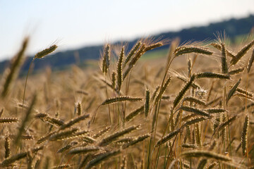 Fototapeta premium golden ripe wheat on bright sunny summer day. cereal field of ripe wheat in bright sunlight, against blue sky. ripe ears of wheat, with golden grains and long tendrils.