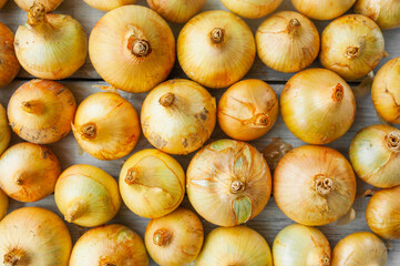 many similar unkempt head of onion, top view