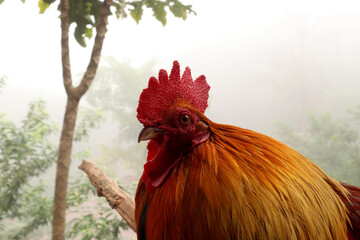 rooster in the garden