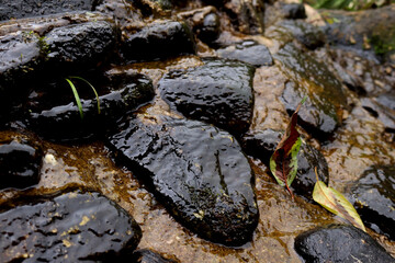 stream and stones