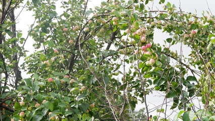 apple tree in summer