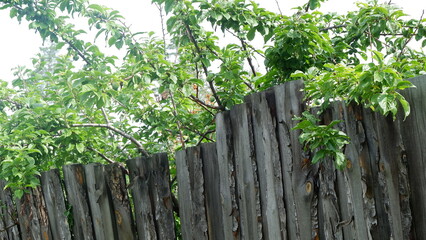 wooden fence and green grass