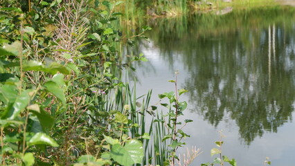 lake shore in summer