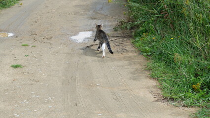 Obraz na płótnie Canvas kitten on a walk