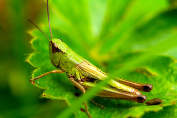 grasshopper on a leaf