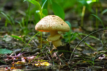mushroom in the grass