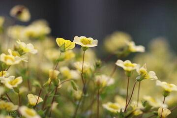 日差しを受ける庭の黄色い花々
Yellow flowers in the garden receiving the sunshine.
