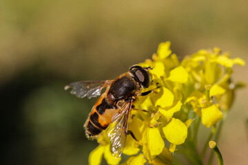 Fly or bee... Flee?