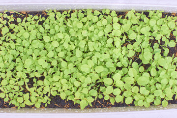 Green plant growing from soil, top view - image