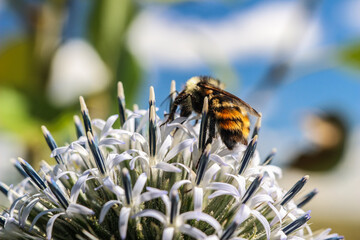 bee on flower