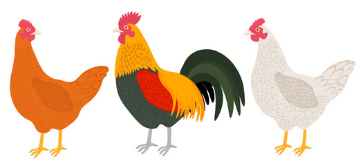 Set chicken and rooster vector illustration