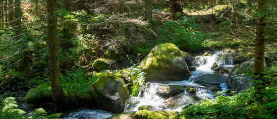 the forest in the morning