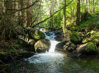 the forest in the morning