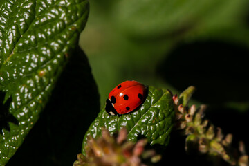 ladybug on green leaf