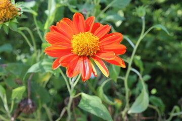 Dahlia flower orange blooming on green leaves and tree blurred background closeup in the Thailand garden.