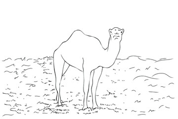 Simple Vector Manual Hand Draw outline sketch, camel 
