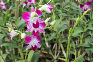 Orchid flowers purple blooming with green leaves and tree isolated on blurred background closeup in the Thailand garden.