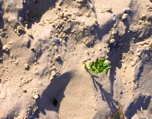 a green sprout breaks out of the sand on a hot summer day