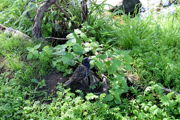 a tree growing in a garden