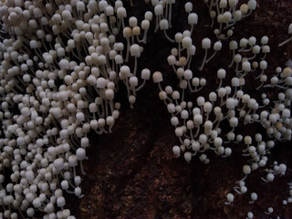 fairy inkcap tiny small mushrooms (Coprinellus disseminatus )
