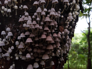 Fototapeta na wymiar fairy inkcap tiny small mushrooms (Coprinellus disseminatus )