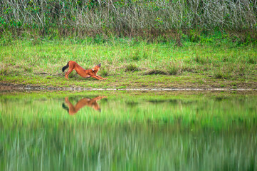 Asian Wild Dog relaxing on the grassland.