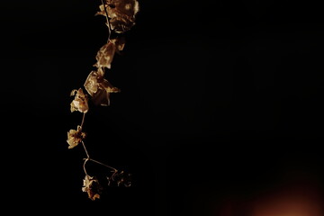 ドライフラワー