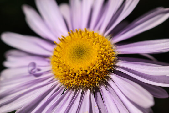close up of purple daisy