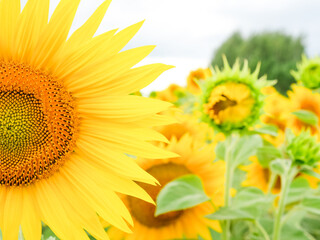Bright sunflower in a field, half of flower