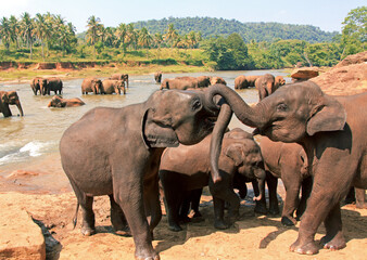 Young elephants frolicking on the riverbank in Sri Lanka