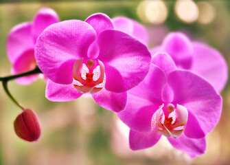 Fototapeta na wymiar Sunny pink Orchid flower (Phalaenopsis) on the bokeh background