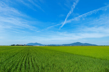 【新潟県新潟市】越後平野の水田と弥彦山、角田山