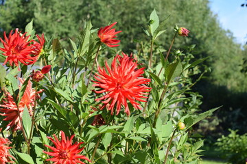red and yellow flowers