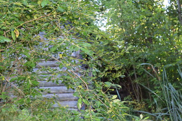 Fototapeta premium white daisies in the garden