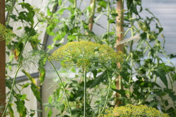 green dill in the greenhouse