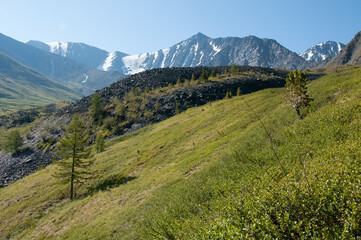 Summer view of Altai green hills and mountains in the background, territory of the Natural Park Belukha, Russia