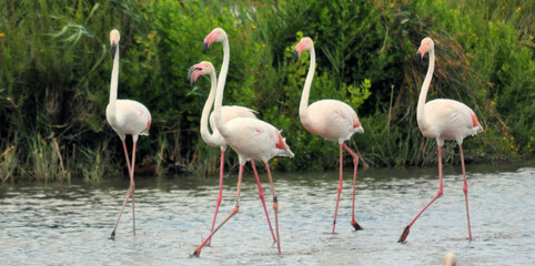 Obraz premium Camargue