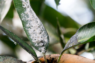 whiteflies on the green leaves