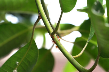 red fire ants marching on the twig